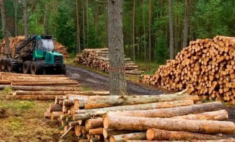 Pymes forestales misioneras, al borde del colapso: plantas industriales trabajan en promedio al 40% de su capacidad imagen-6