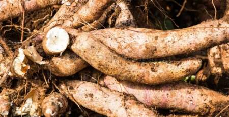 Mandioca360: impulso de $2.000 millones para la producción misionera imagen-7