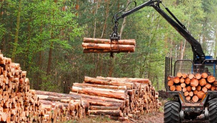 Forestales en crisis: el silencio empresario ya también hace ruido imagen-6