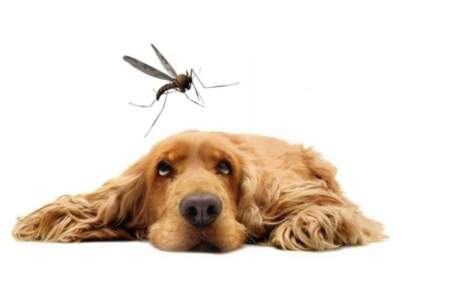 Leishmaniasis visceral: la enfermedad silenciosa que obliga a mirar también a nuestras mascotas imagen-5