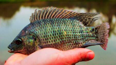 Misiones vendió más de 16 mil kilos de pescado en Semana Santa y refuerza el consumo local imagen-4