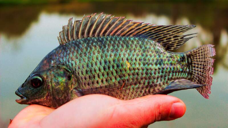 Misiones vendió más de 16 mil kilos de pescado en Semana Santa y refuerza el consumo local imagen-12