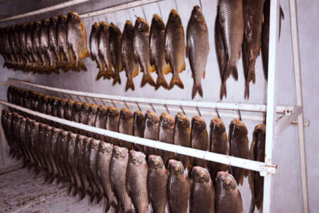 Semana Santa como termómetro: cinco mil kilos de pescado exponen el crecimiento de la acuicultura en Misiones y el rol clave del Estado Semana Santa como termómetro: cinco mil kilos de pescado exponen el crecimiento de la acuicultura en Misiones y el rol clave del Estado imagen-4