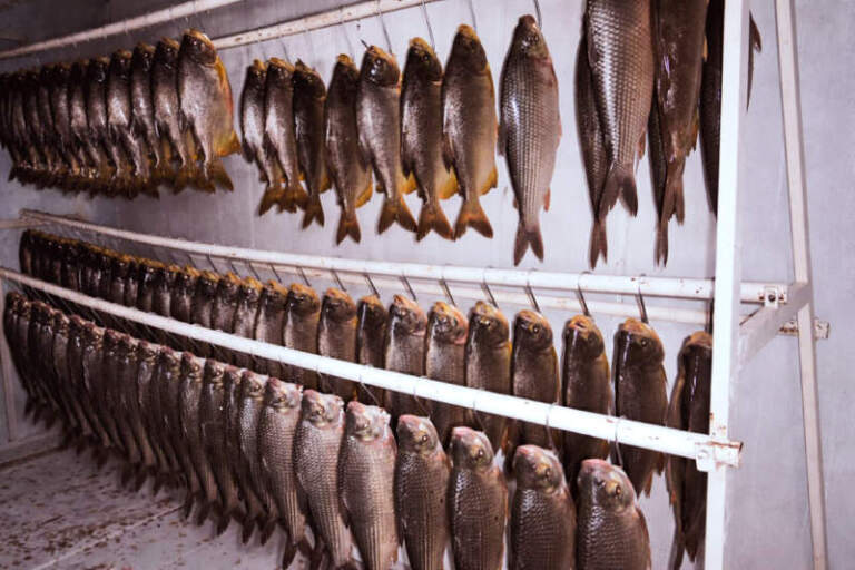 Semana Santa como termómetro: cinco mil kilos de pescado exponen el crecimiento de la acuicultura en Misiones y el rol clave del Estado imagen-10