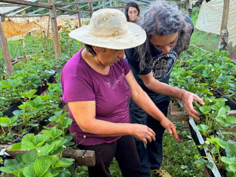 San Pedro: En Colonia Alegría la producción de frutillas es una manera de resistir la crisis 7 San Pedro: En Colonia Alegría la producción de frutillas es una manera de resistir la crisis imagen-6