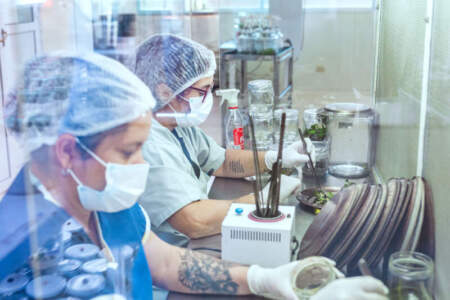 En el día de los Investigadores Científicos, la Biofábrica Misiones reafirma su compromiso con la investigación aplicada al desarrollo productivo de la provincia imagen-18