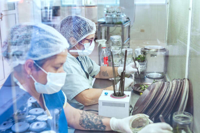 En el día de los Investigadores Científicos, la Biofábrica Misiones reafirma su compromiso con la investigación aplicada al desarrollo productivo de la provincia imagen-14