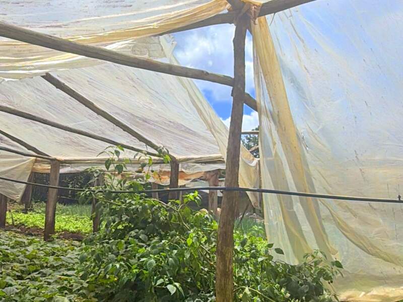 San Pedro: En Colonia Alegría la producción de frutillas es una manera de resistir la crisis 13 San Pedro: En Colonia Alegría la producción de frutillas es una manera de resistir la crisis imagen-12