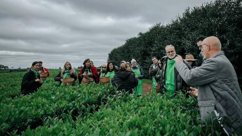 Con circuitos cortos y jornadas completas, la Expo Té amplía su propuesta para acercar al público al mundo del té gourmet imagen-2