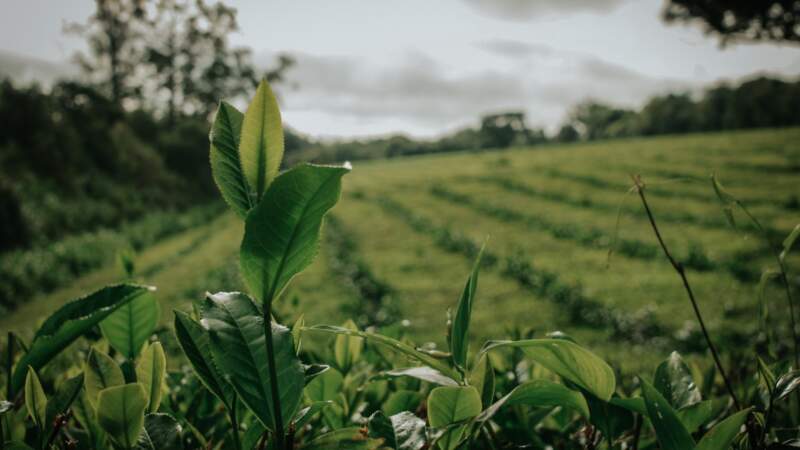 Con circuitos cortos y jornadas completas, la Expo Té amplía su propuesta para acercar al público al mundo del té gourmet imagen-4