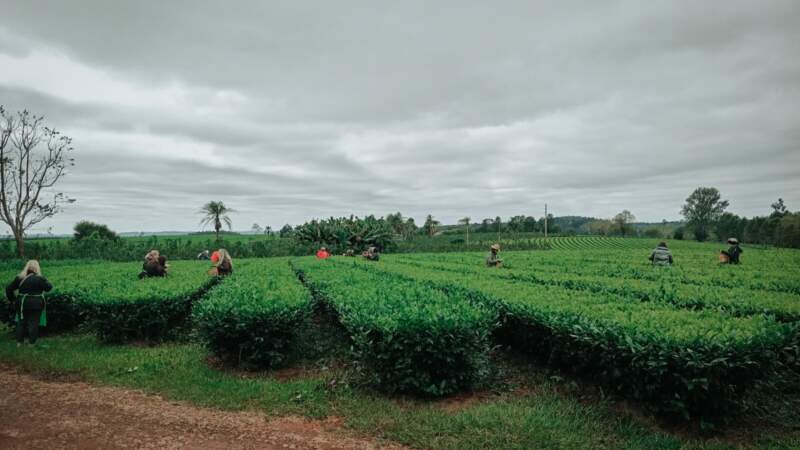 Con circuitos cortos y jornadas completas, la Expo Té amplía su propuesta para acercar al público al mundo del té gourmet imagen-6