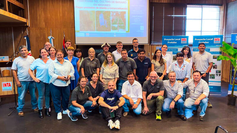 Crece el banano argentino: Misiones marca el rumbo y otras provincias siguen el modelo imagen-12