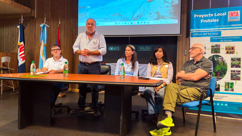 Crece el banano argentino: Misiones marca el rumbo y otras provincias siguen el modelo imagen-2