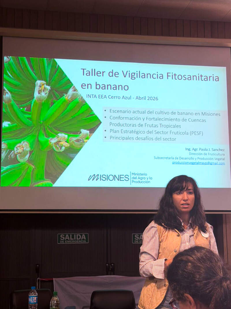 Crece el banano argentino: Misiones marca el rumbo y otras provincias siguen el modelo imagen-6