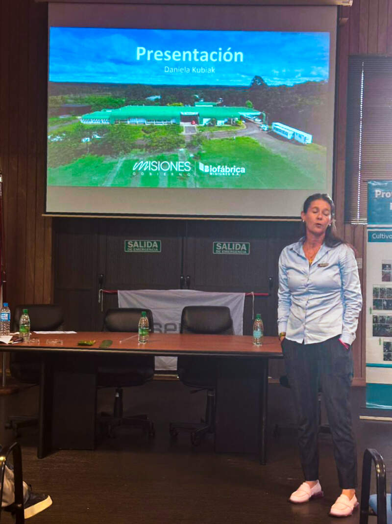 Crece el banano argentino: Misiones marca el rumbo y otras provincias siguen el modelo imagen-8