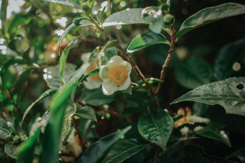Abren inscripciones para formarte en té gourmet: llega el curso gratuito de la Expo Té 2026 imagen-2