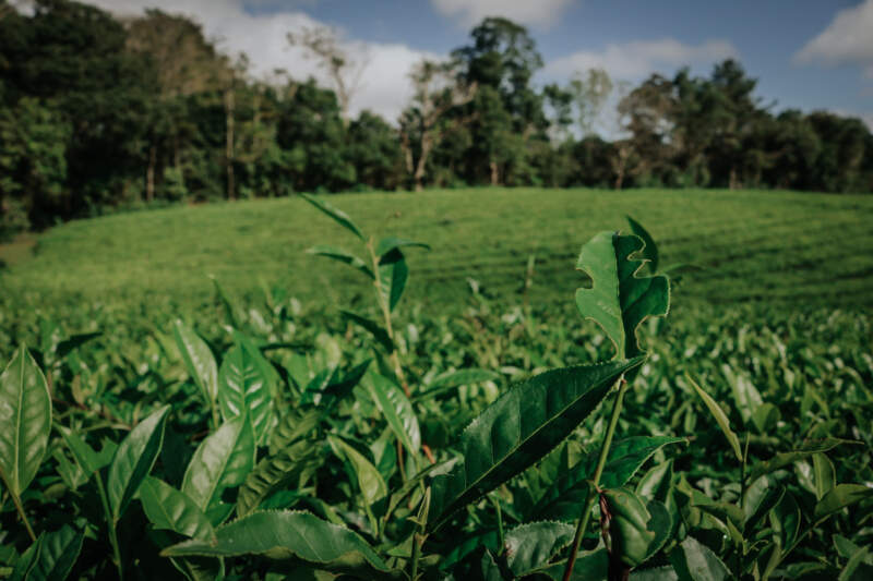 Abren inscripciones para formarte en té gourmet: llega el curso gratuito de la Expo Té 2026 imagen-13