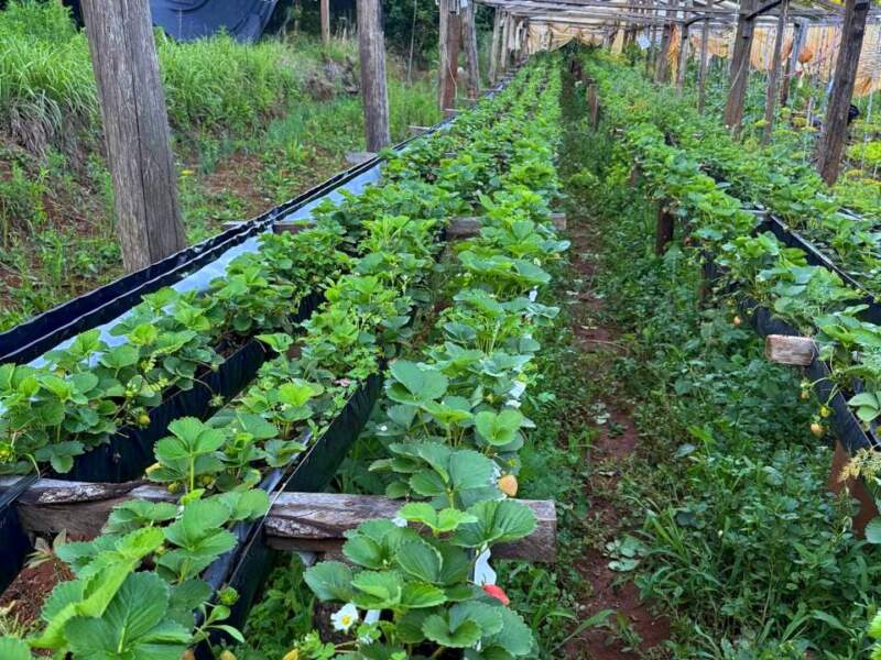 San Pedro: En Colonia Alegría la producción de frutillas es una manera de resistir la crisis 11 San Pedro: En Colonia Alegría la producción de frutillas es una manera de resistir la crisis imagen-10
