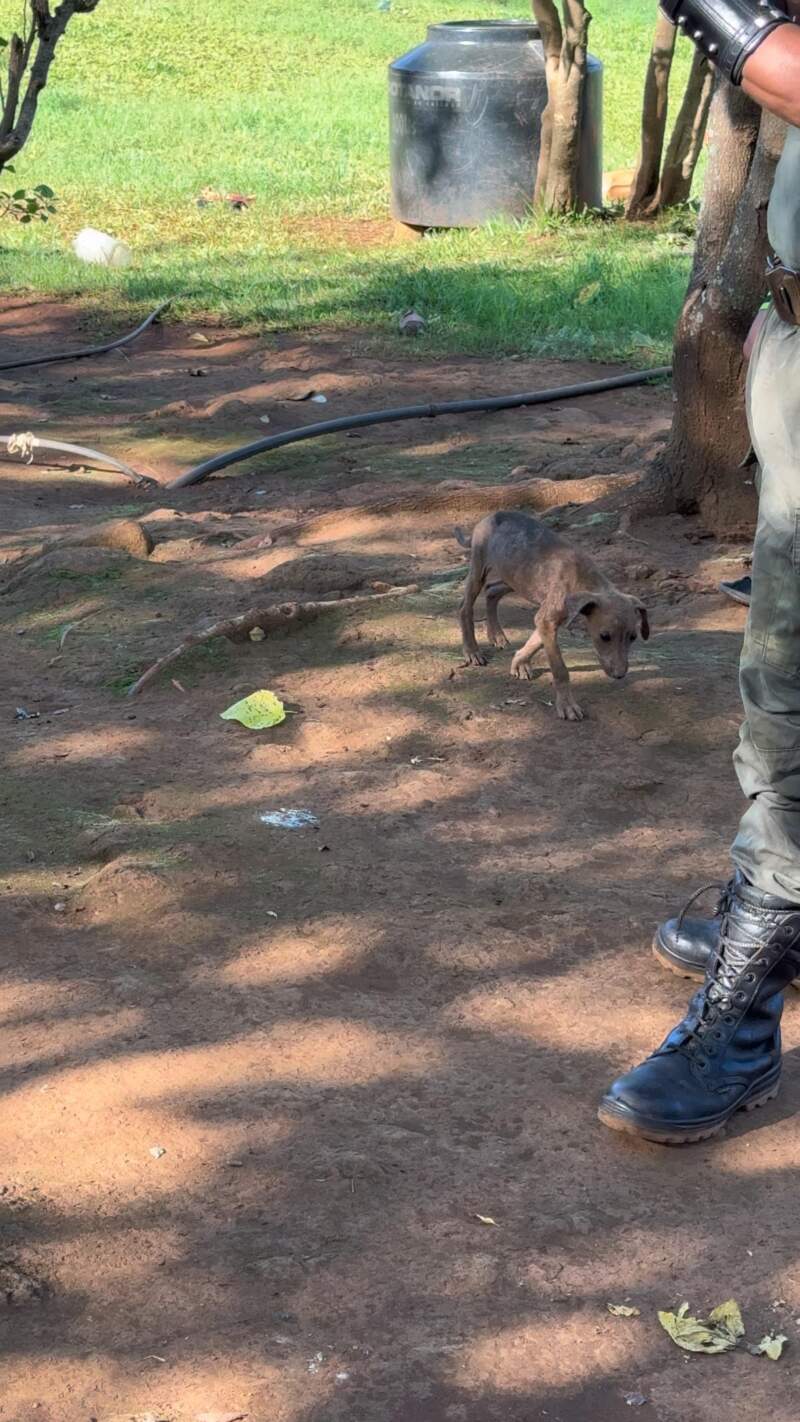 Crueldad, cautiverio ilegal y daño al monte: fuerte denuncia en Misiones imagen-2