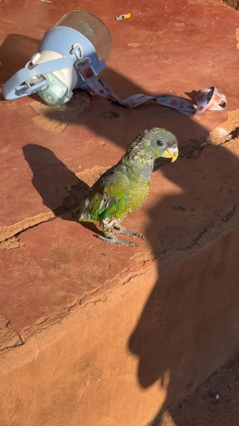 Crueldad, cautiverio ilegal y daño al monte: fuerte denuncia en Misiones imagen-4