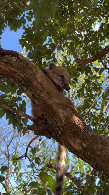 Crueldad, cautiverio ilegal y daño al monte: fuerte denuncia en Misiones Crueldad, cautiverio ilegal y daño al monte: fuerte denuncia en Misiones imagen-4