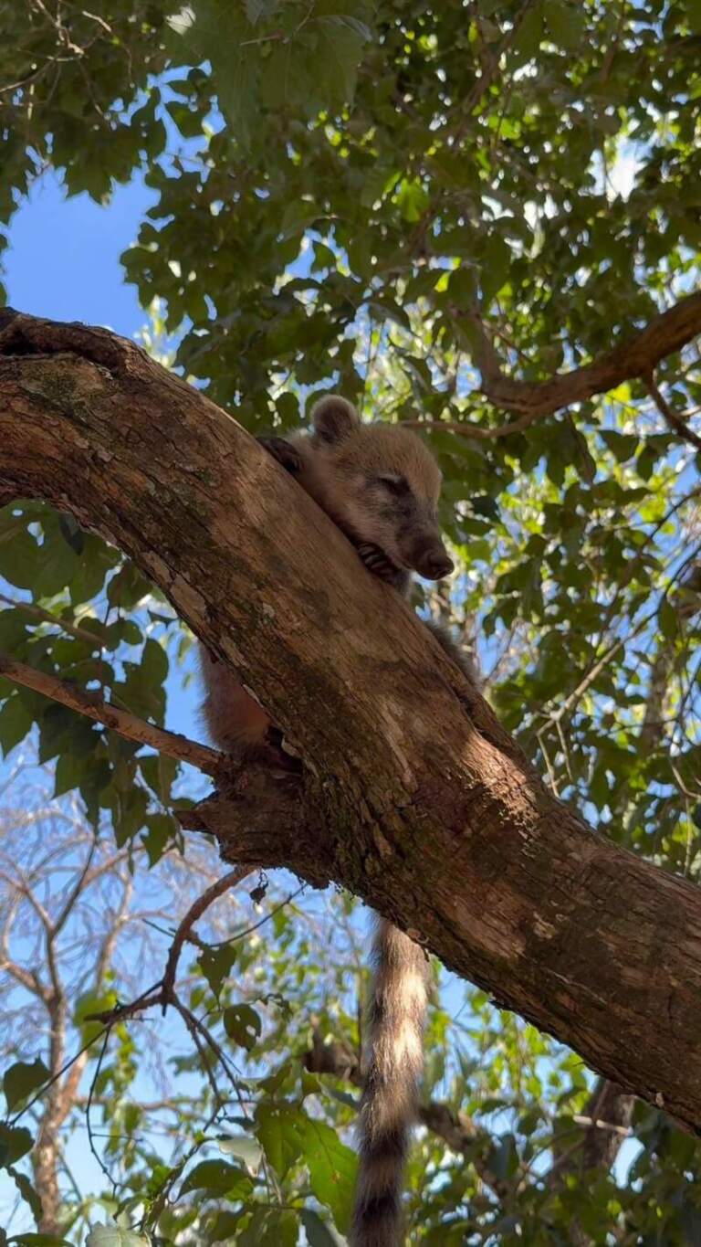 Crueldad, cautiverio ilegal y daño al monte: fuerte denuncia en Misiones imagen-13