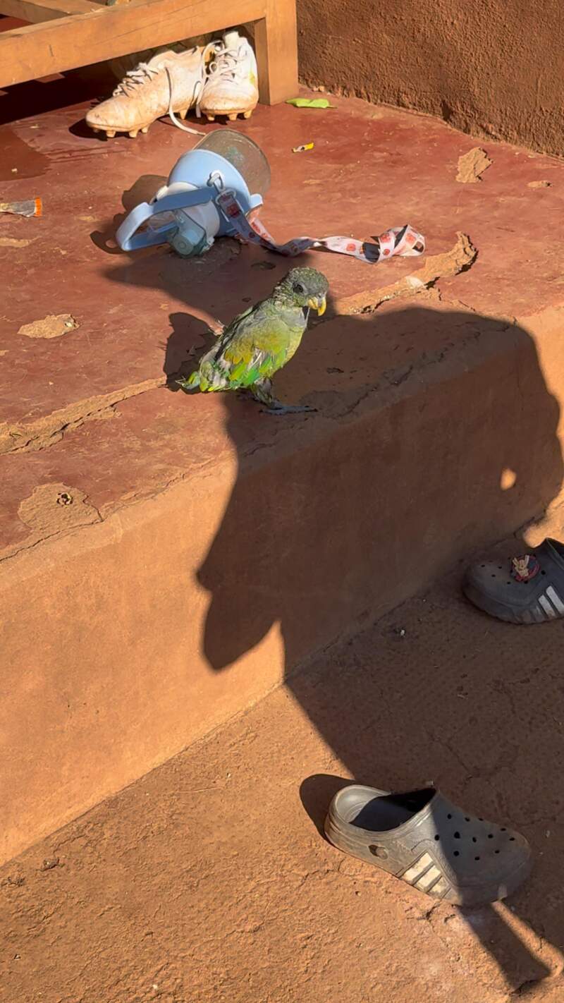 Crueldad, cautiverio ilegal y daño al monte: fuerte denuncia en Misiones imagen-6