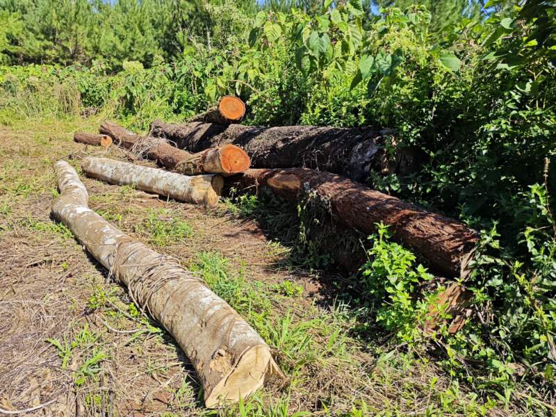 Crueldad, cautiverio ilegal y daño al monte: fuerte denuncia en Misiones imagen-8