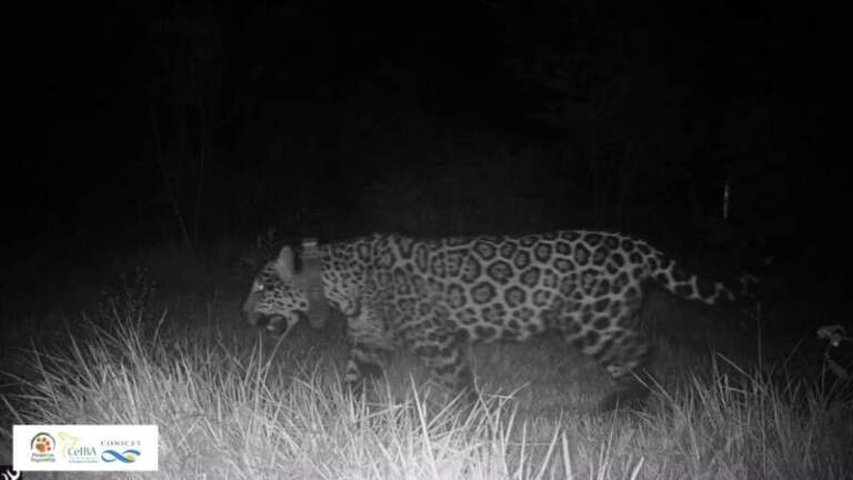 Monitoreo confirmó la muerte de la yaguareté “Elecha” debido a causas naturales imagen-36