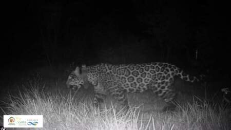 Monitoreo confirmó la muerte de la yaguareté “Elecha” debido a causas naturales imagen-4