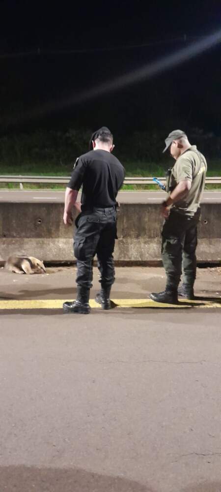 Hallaron un oso melero sobre la Ruta 12 y policías lo rescataron a tiempo: fue liberado en una reserva de San Ignacio imagen-11