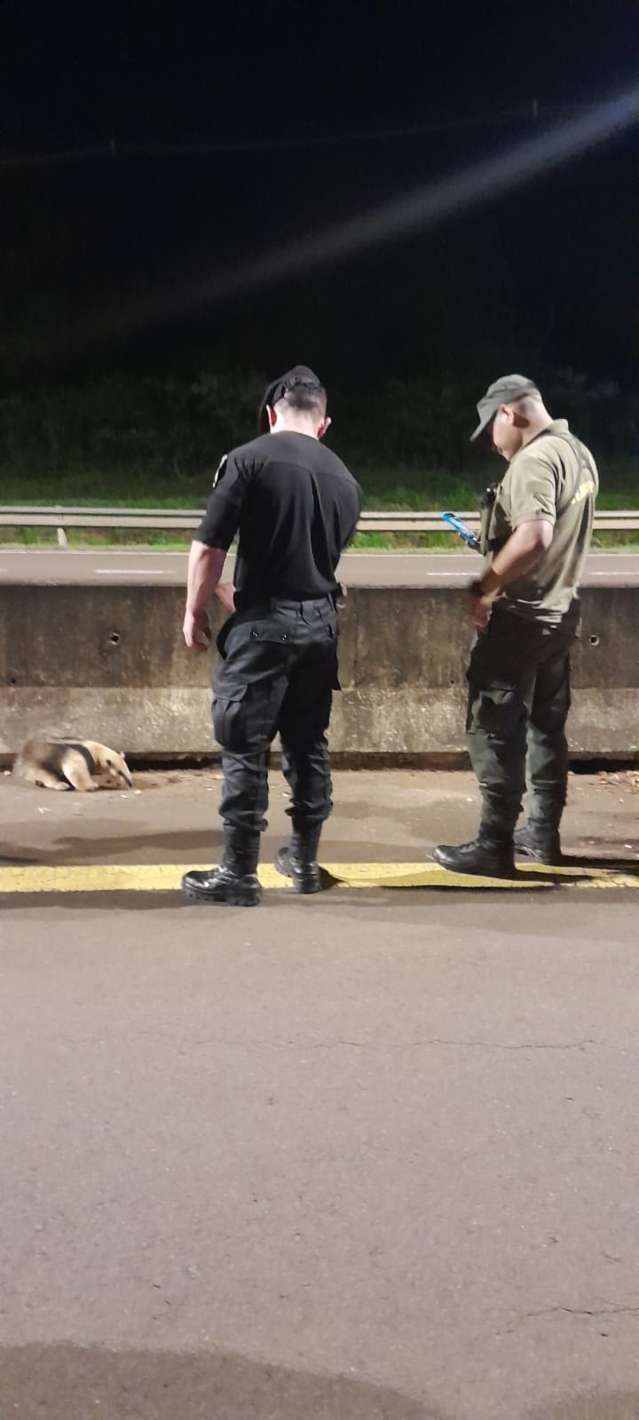 Hallaron un oso melero sobre la Ruta 12 y policías lo rescataron a tiempo: fue liberado en una reserva de San Ignacio imagen-12