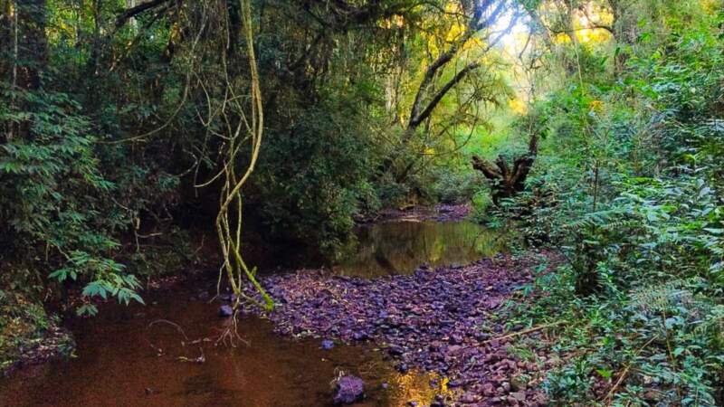 Guardaparques refuerzan controles y prevención de ilícitos ambientales en el Parque Provincial "Horacio Foerster" imagen-2