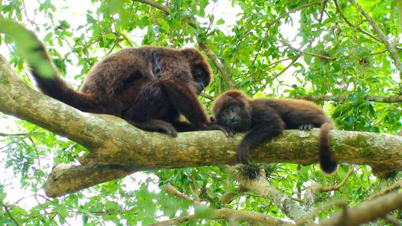 Misiones avanza en la reintroducción del mono carayá rojo para evitar su extinción en el país imagen-4