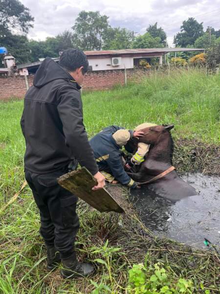 Rescataron a un caballo que había caído en un pozo de agua en Candelaria imagen-11