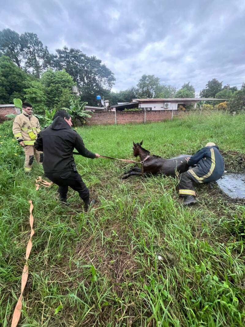 Rescataron a un caballo que había caído en un pozo de agua en Candelaria 3 Rescataron a un caballo que había caído en un pozo de agua en Candelaria imagen-2
