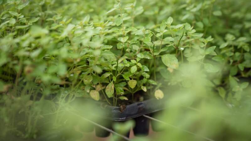 El Gobierno de Misiones puso en marcha una nueva etapa de crecimiento en la Biofábrica imagen-10