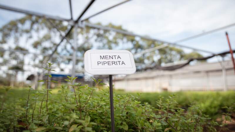 El Gobierno de Misiones puso en marcha una nueva etapa de crecimiento en la Biofábrica imagen-8