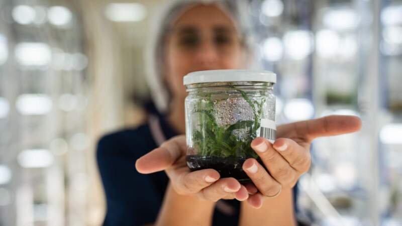 El Gobierno de Misiones puso en marcha una nueva etapa de crecimiento en la Biofábrica imagen-22