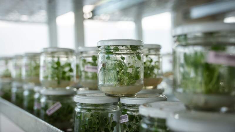 El Gobierno de Misiones puso en marcha una nueva etapa de crecimiento en la Biofábrica imagen-4