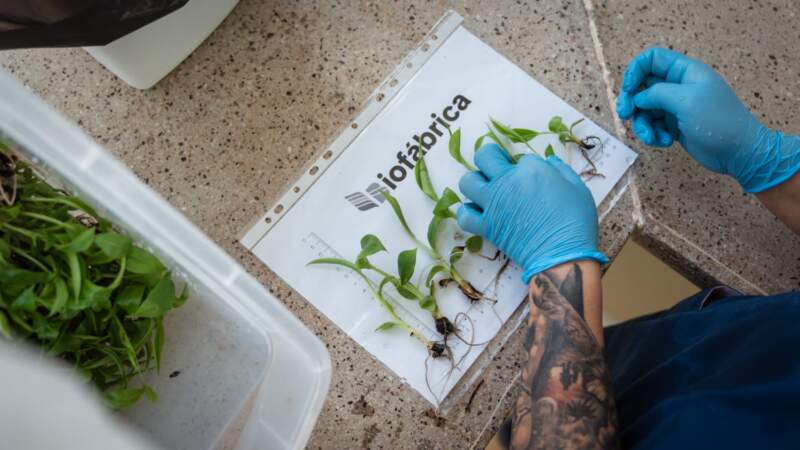 El Gobierno de Misiones puso en marcha una nueva etapa de crecimiento en la Biofábrica imagen-20