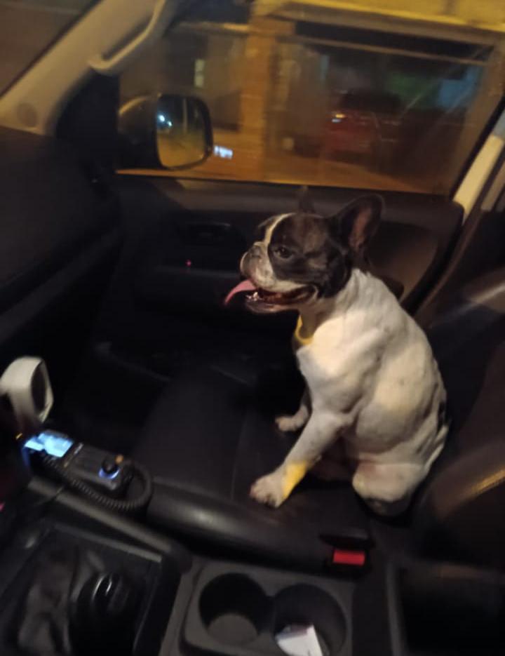La Policía recuperó a “Jairo”, un bulldog francés que había sido vendido por malvivientes tras extraviarse en Posadas imagen-7