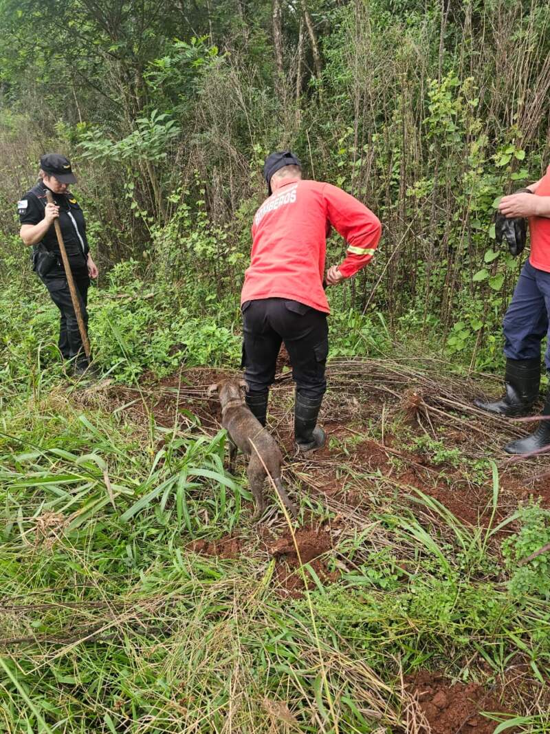 Operativo por presunto maltrato animal en Guaraní: rastrillaron dos chacras y no hallaron indicios imagen-4