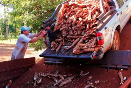 Crisis en el sector de la mandioca: el "oro blanco" misionero entra en zona roja imagen-2