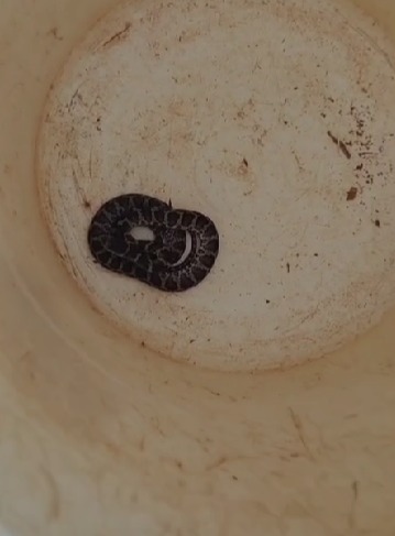 Encontraron una yarará dentro de una escuela imagen-5