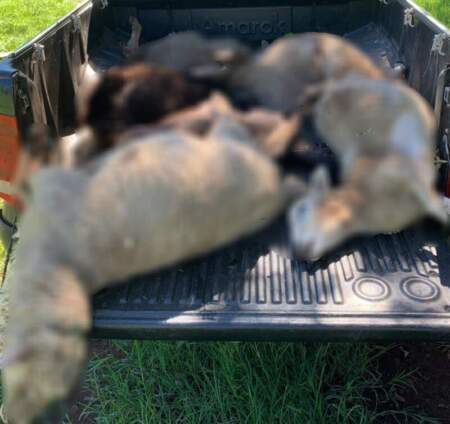 Investigan presunto ataque de un felino a un rebaño de ovejas en Fachinal imagen-5