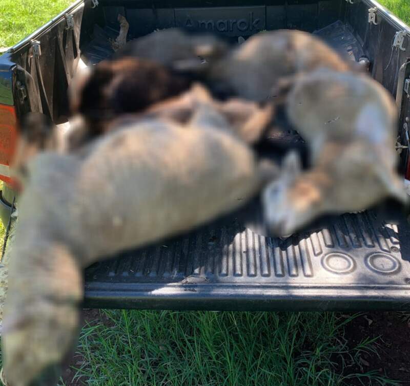 Investigan presunto ataque de un felino a un rebaño de ovejas en Fachinal imagen-7