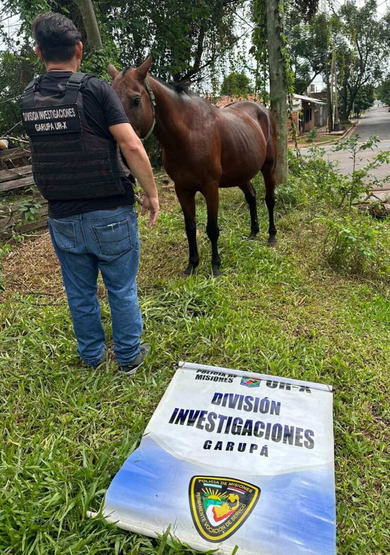 Robó un caballo y lo quería rematar por Marketplace: la Policía lo recuperó tras un rastreo digital imagen-2