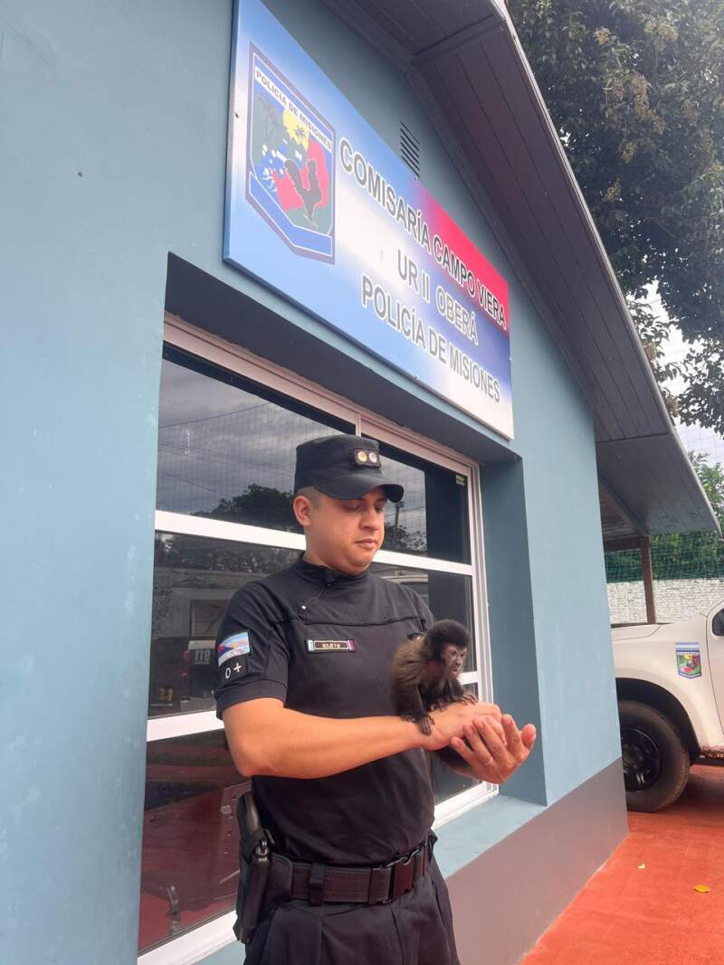 Fauna silvestre: Policías rescataron un mono tití, un tucán, un carpintero campestre y un búho negro imagen-2