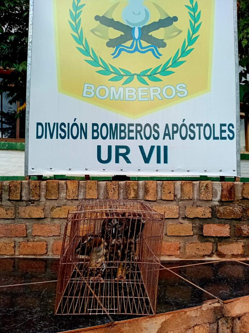 Fauna silvestre: Policías rescataron un mono tití, un tucán, un carpintero campestre y un búho negro imagen-8